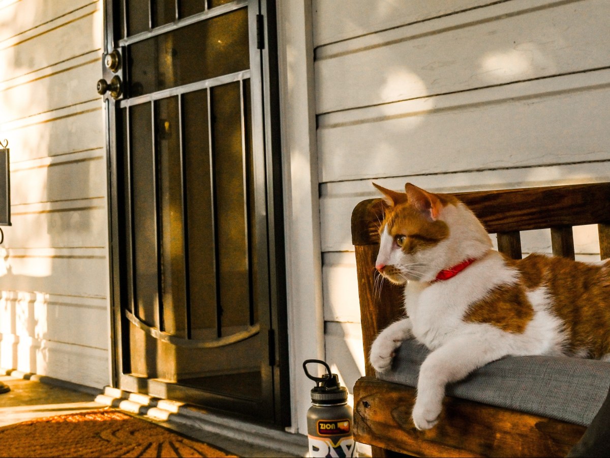our cat sitting on the porch of our Airbnb in northern California