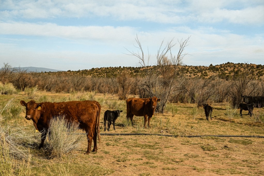 Cattle at the trailhead for Big Horn Canyon in Escalante, Utah